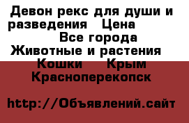 Девон рекс для души и разведения › Цена ­ 20 000 - Все города Животные и растения » Кошки   . Крым,Красноперекопск